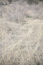 BigBend_1 thumbnail